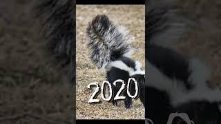 Skunkmythologyanimal5000bce#5000bce#skunk#mythology#short#shortvideo#youtube#video#trending#viral