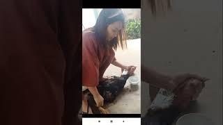 women slaughter chicken  