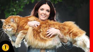 TOP 10 BIGGEST CAT BREEDS