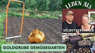 Der Gemüsegarten wird zur Goldgrube - Leben als Selbstversorger zur Erntezeit