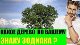 Какое дерево соответствует вашему Знаку Зодиака?