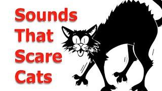 Make your Cat or Dog Go Crazy    Sounds Cats Hate All Time