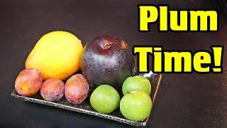 ALL ABOUT PLUMS Trying a Greengage Lemon Plum Sugar Plum & More - Weird Fruit Explorer