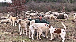 40 KOYUN İLE MEMURDAN DAHA ÇOK PARA KAZANIYORUM 