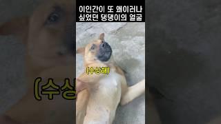 갑자기 왜 이래.. 주인이 댕댕이를 예뻐해준 진짜 이유