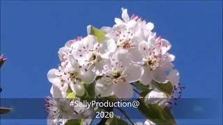 Springproleće 2020