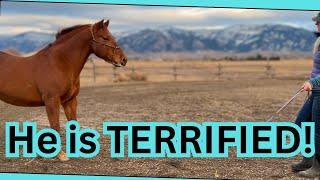 Training a SCARED horseDealing with past trauma in AUCTION horses