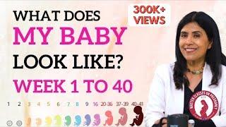 What does my Baby look like? Week 1 to 40  Dr. Anjali Kumar  Maitri