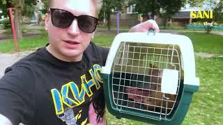 Saving a sad kitten from fleas. Kitten looking for a home  SANI vlog