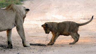 Lion Cubs Get Dangerously Close to a Puff Adder