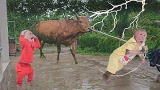Monkey Su cry calls KuKu takes cows when there thunder
