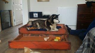 Dog Bed with Pull Out Drawer.