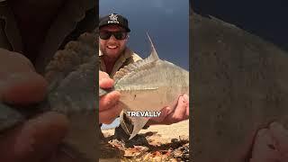 Catch and Cook Australia #fishing #outdoorsurvival #fish #primitivesurvival #cooking