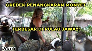 GREBEK PENANGKARAN MONYET TERBESAR DI PULAU JAWA  GILE ISINYA RATUSAN MONYET LANGKA 