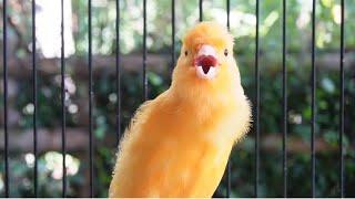 Belgian canaries tempt all the canaries to sing