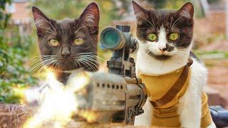 Cats vs Zombies