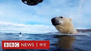 海冰減少後，北極熊的一天如何度過？－ BBC News 中文