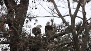 Bald Eagle Nesting Pair #1 January 2018 NJ shore