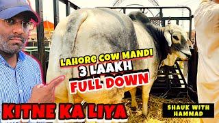 Kitne Ka Liya - WEDNESDAY UPDATE - Cow Mandi - Lahore Shahpur Kanjra - Bakra Mandi Pakistan 2024