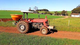 APLICAÇÃO DE URÉIA NO TRIGO - MASSEY FERGUSON 65X 