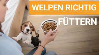  Welpen richtig füttern ️ Alles zum Thema Welpen füttern ️ ️