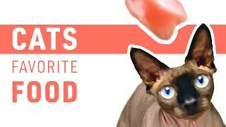 Cats Favorite Food  What to Feed Cat  My Cat Eats