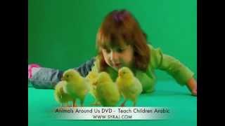 Arabic Song These Little Chicks Teach Kids Colloquial Arabic اللغة العربية
