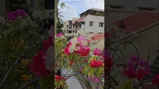 Colorful Bougainvillea