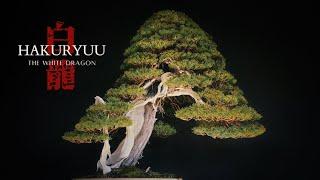 The Legacy of The White Dragon - A 500 Year Old Juniper Bonsai in Osaka Japan  Tree Files