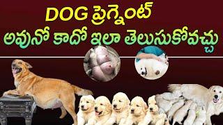 How to tell my Dog pregnant or not  dog pregnancy symptoms  dog care tips in telugu