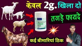 केवल 2g.खिला दो तगड़े फायदे होंगेNilworm powder use in sheep and goat deworming of cattle 