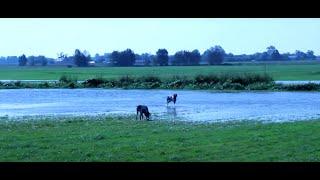 Polowanie na gęsi i bażanty cz. 1  Goose and Pheasant hunting  Fasan Jagd