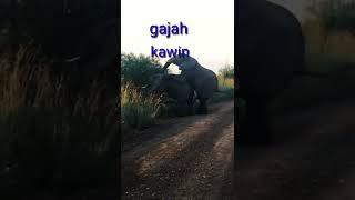 gajah kawin