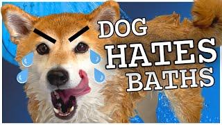 Dramatic Shiba Inu BATH TIME MELTDOWN  Home Grooming tips?