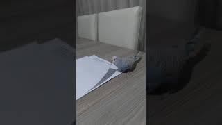 Budgie  eating paper #Shorts