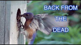 Eastern Bluebirds Nesting NARRATED