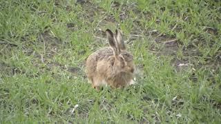 hare