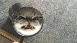 Angry Cat Sacrifices You To His Dark Gods ASMR Roleplay