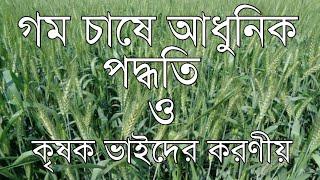 গম চাষ পদ্ধতি