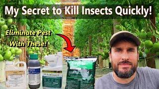 How to Kill Insect Pests on Your Tomatoes