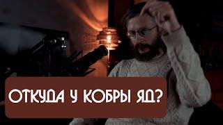 Станислав Дробышевский - откуда у кобры яд?