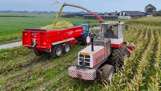 Mais oogst 2024 met STEYR 8300. bij Melkveeb  Mts Overgaauw- Vergeer.  4K.