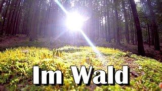 Natur-VLog #34 Im Wald  Hohemark Oberursel  Taunus