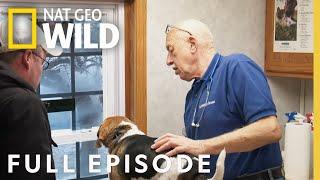 Deck the Halls with Dr. Pol Full Episode  The Incredible Dr. Pol