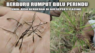 Berburu Rumput Bulu Perindu Unik Bisa Bergerak di Air Seperti Cacing