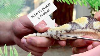 Watch me probe $35000 worth of snakes   **How to guide included**
