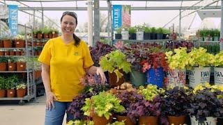 PETITTI Coral Bells  Grow Heuchera for Shade Gardens Pleasing Foliage & Hummingbirds