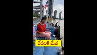 చేపలకి మేత.. Food for Fishes  Weekend Activity  Bangkok Pilla