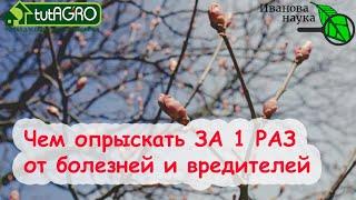 УНИКАЛЬНЫЙ РЕЦЕПТ XIX ВЕКА ДЛЯ ОБРАБОТКИ САДА БОРЬБЫ С ГНИЛЬЮ ПЕРОНОСПОРОЗОМ и ФИТОФТОРОЙ