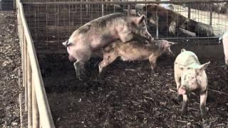 The Piggy Process Semi Educational
